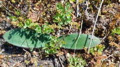 Haemanthus pubescens