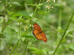 Argynnis hyperbius