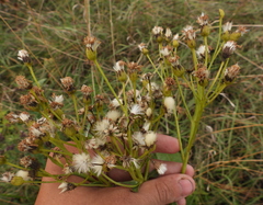 Senecio doria