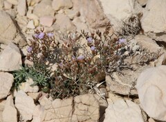 Limonium cancellatum