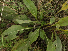 Senecio doria