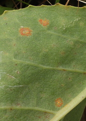 Coleosporium