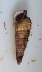 Cerithiidae