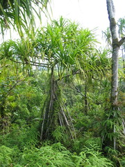 Pandanus