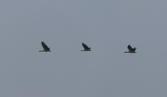 Anseranas semipalmata