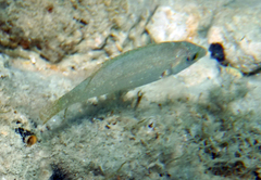 Symphodus cinereus