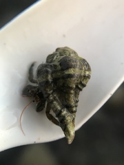 Muricidae