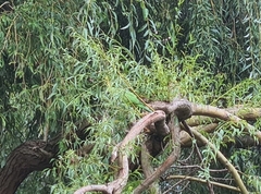 Psittacula krameri