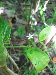 Cyclophyllum barbatum
