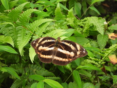 Papilionoidea