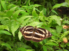 Papilionoidea