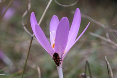 Spilostethus saxatilis