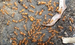 Camponotus nigriceps