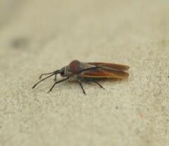 Tingidae