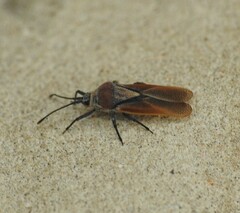 Tingidae