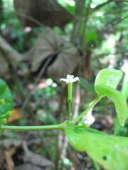 Cyclophyllum barbatum