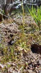Drosera pauciflora