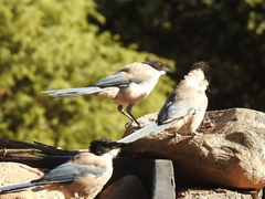Cyanopica cooki