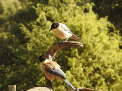 Cyanopica cooki