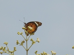 Hypolimnas misippus