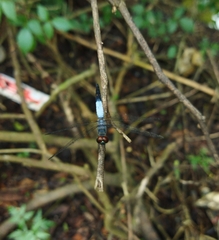 Brachydiplax farinosa