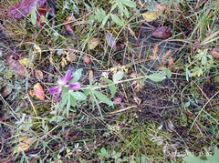 Trifolium lupinaster