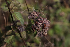 Spilostethus saxatilis