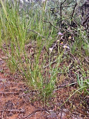 Brachyscome ciliaris