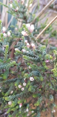Darwinia pauciflora