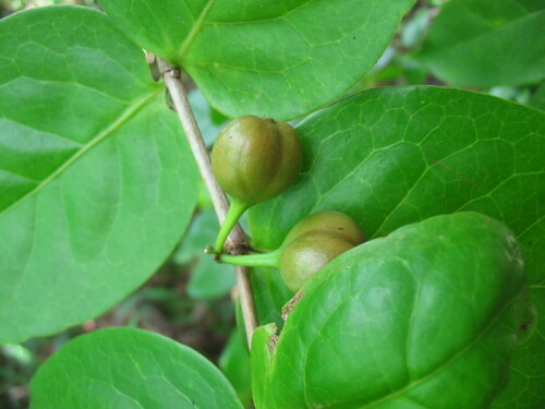 Cyclophyllum barbatum observed 2004-06-24