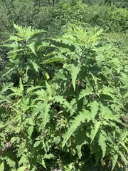 Ambrosia ambrosioides