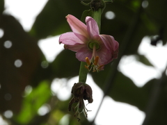 Passiflora tarminiana