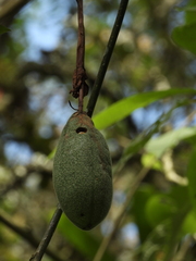 Passiflora tarminiana