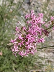 Centranthus angustifolius