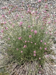 Centranthus angustifolius