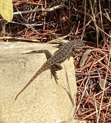 Sceloporus occidentalis bocourtii