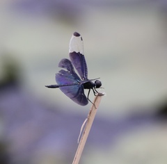 Rhyothemis fuliginosa