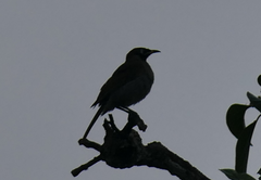 Bolemoreus frenatus
