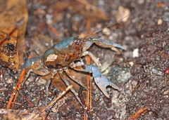 Procambarus geodytes