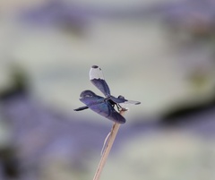 Rhyothemis fuliginosa