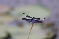 Rhyothemis fuliginosa