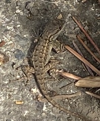 Sceloporus occidentalis bocourtii