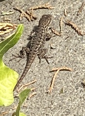 Sceloporus occidentalis bocourtii