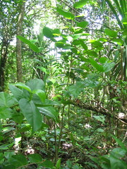 Cyclophyllum barbatum