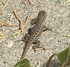 Sceloporus occidentalis bocourtii