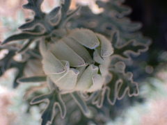 Actinotus helianthi