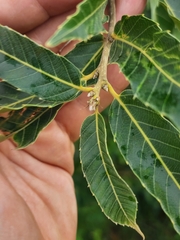 Castanea mollissima
