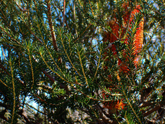 Banksia ericifolia