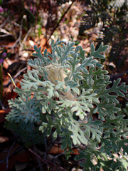 Actinotus helianthi