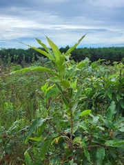 Castanea mollissima